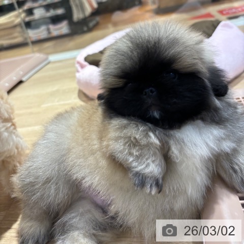 ペキニーズの写真