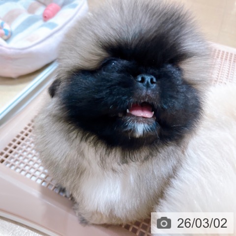 ペキニーズの写真