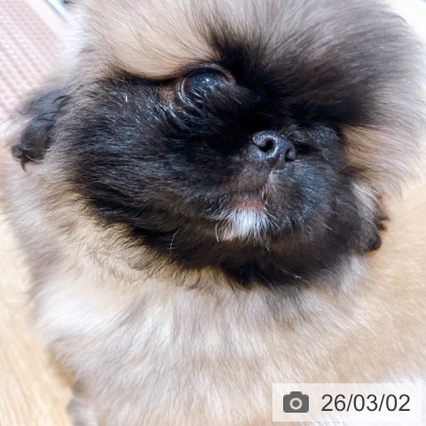 ペキニーズの写真