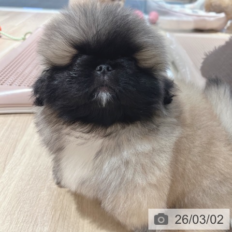 ペキニーズの写真