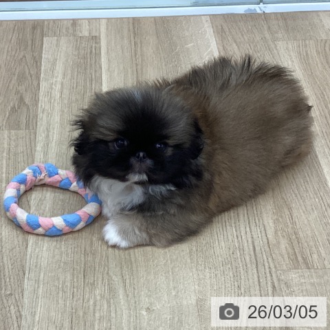 ペキニーズの写真