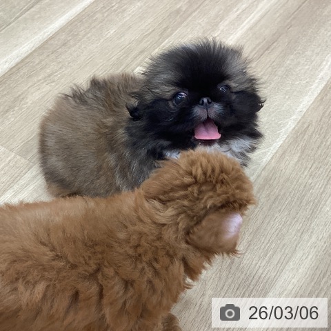 ペキニーズの写真