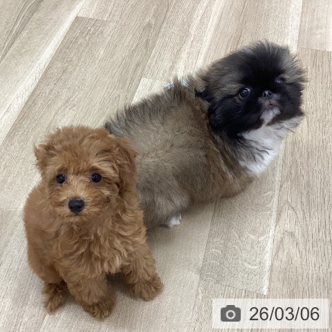 ペキニーズの写真