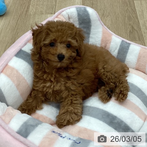 トイ・プードルの写真