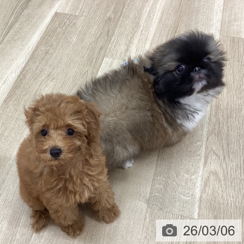 トイ・プードルの写真