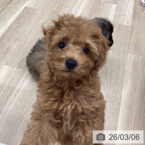 トイ・プードルの写真