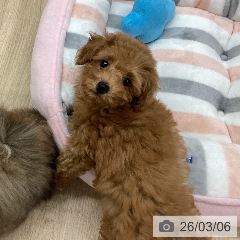 トイ・プードルの写真