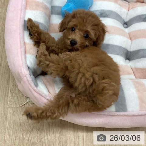 トイ・プードルの写真