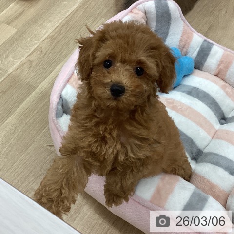 トイ・プードルの写真