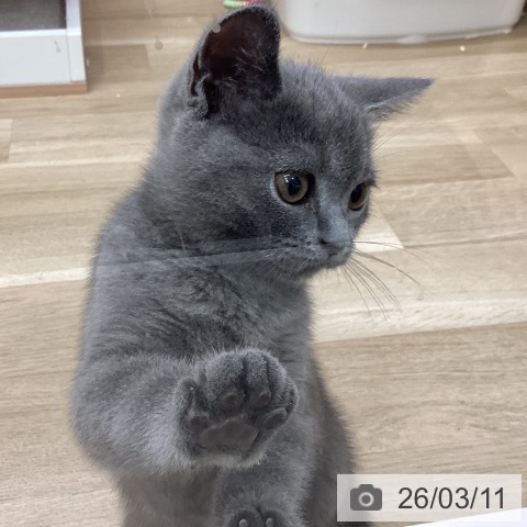 新潟県のブリティッシュショートヘアー (ペットプラス 新潟南店/2025年12月30日生まれ/男の子/ブルー)の子猫の4枚目の画像