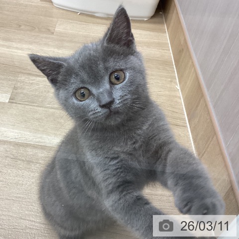 新潟県のブリティッシュショートヘアー (ペットプラス 新潟南店/2025年12月30日生まれ/男の子/ブルー)の子猫の3枚目の画像