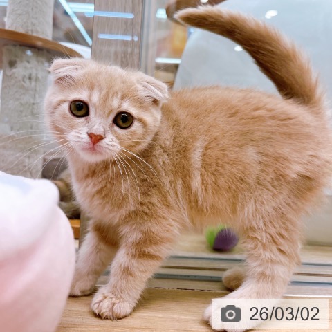 スコティッシュフォールドの写真