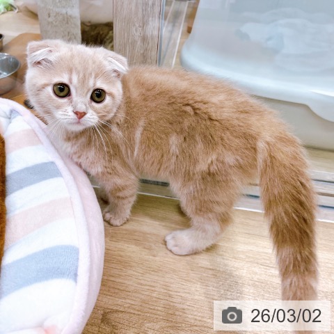 スコティッシュフォールドの写真