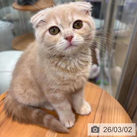 スコティッシュフォールドの写真