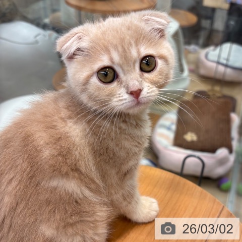 スコティッシュフォールドの写真