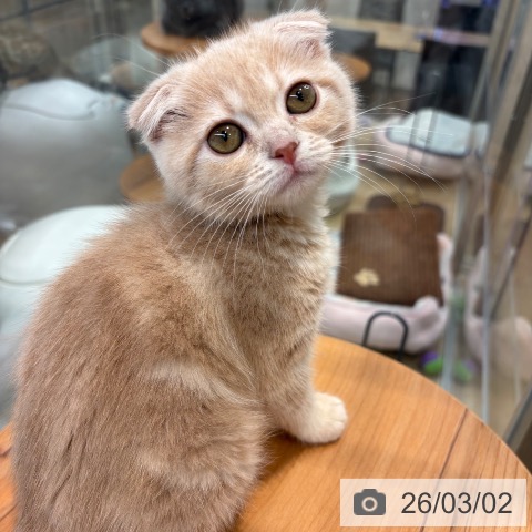 スコティッシュフォールドの写真