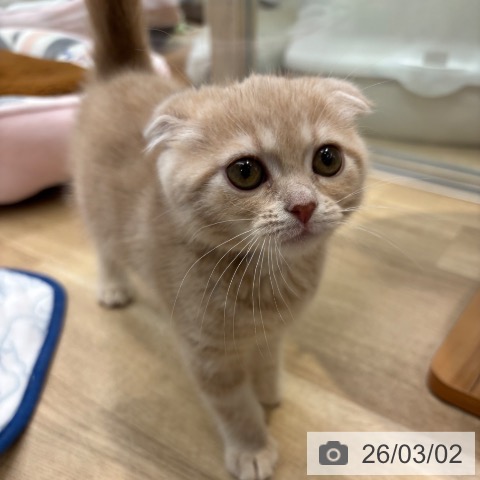 スコティッシュフォールドの写真