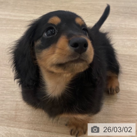 ミニチュア・ダックスフンドの写真