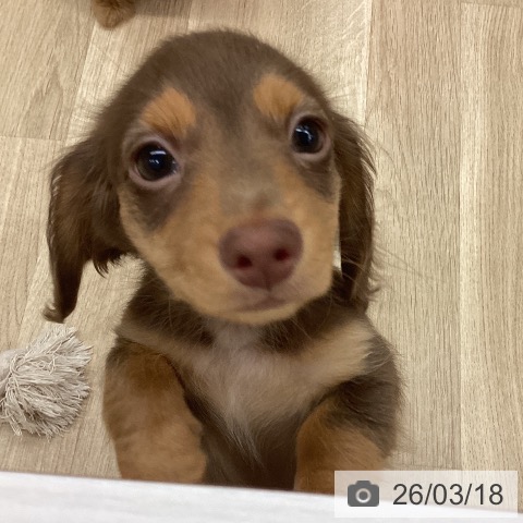 新潟県のミニチュアダックスフンド(ロング) (ペットプラス 新潟南店/2025年12月30日生まれ/男の子/ブラウンタン)の子犬の4枚目の画像