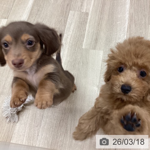 新潟県のミニチュアダックスフンド(ロング) (ペットプラス 新潟南店/2025年12月30日生まれ/男の子/ブラウンタン)の子犬の3枚目の画像