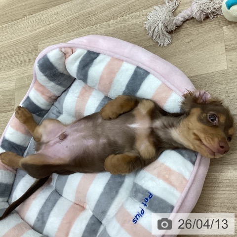 新潟県のミニチュアダックスフンド(ロング) (ペットプラス 新潟南店/2025年12月30日生まれ/男の子/ブラウンタン)の子犬の3枚目の画像