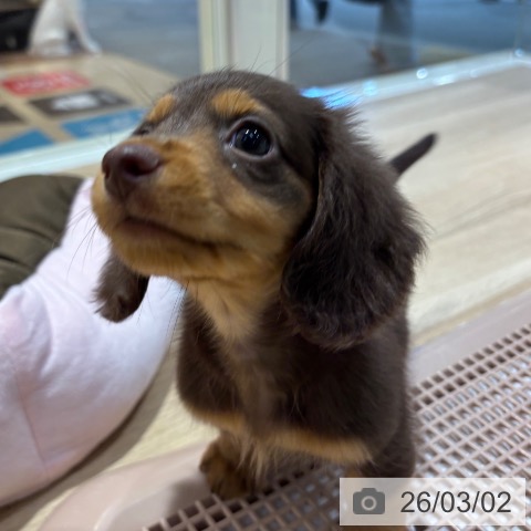 ミニチュア・ダックスフンドの写真