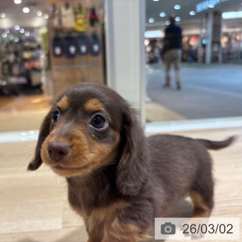 ミニチュア・ダックスフンドの写真