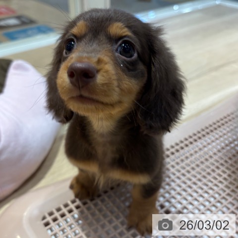 ミニチュア・ダックスフンドの写真