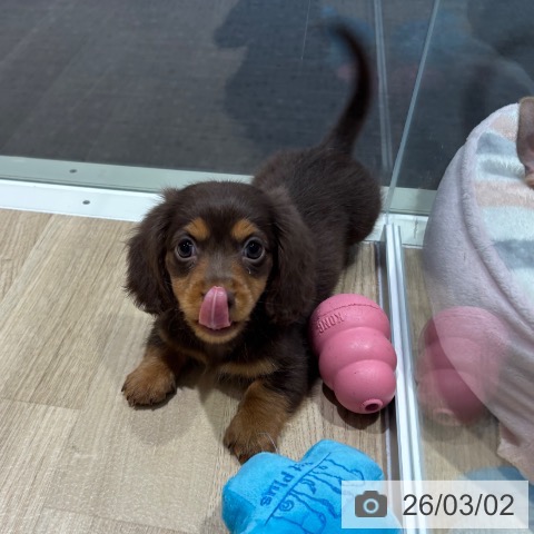 ミニチュア・ダックスフンドの写真