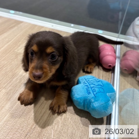 ミニチュア・ダックスフンドの写真