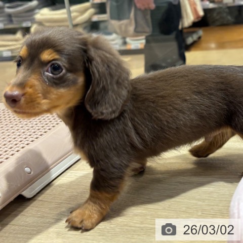 ミニチュア・ダックスフンドの写真