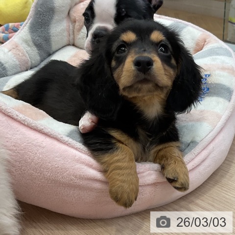 ミニチュア・ダックスフンドの写真