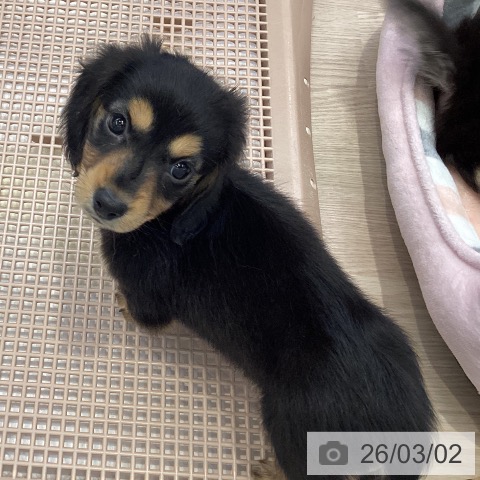 ミニチュア・ダックスフンドの写真