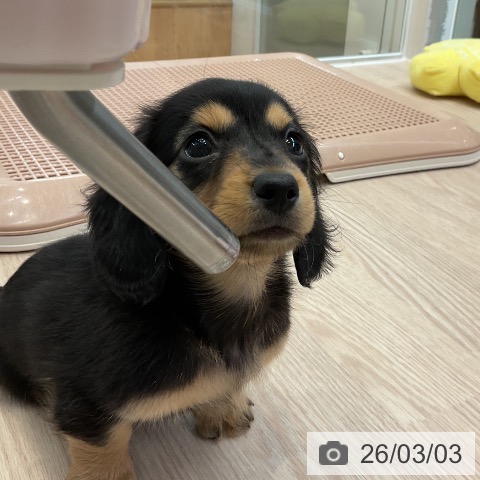 ミニチュア・ダックスフンドの写真