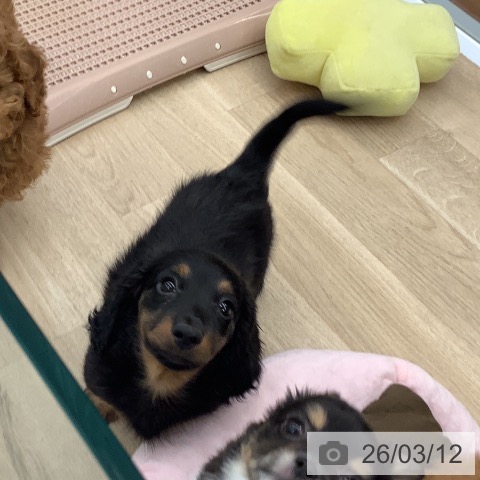 大阪府のミニチュアダックスフンド(ロング) (ペットプラス りんくう泉南店/2025年12月29日生まれ/男の子/ブラックタン)の子犬の4枚目の画像