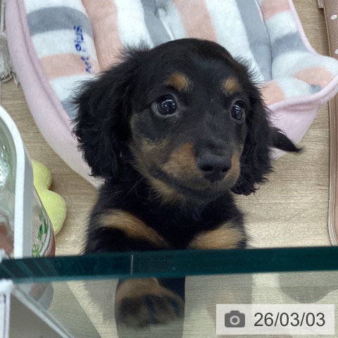 大阪府のミニチュアダックスフンド(ロング) (ペットプラス りんくう泉南店/2025年12月29日生まれ/男の子/ブラックタン)の子犬の3枚目の画像