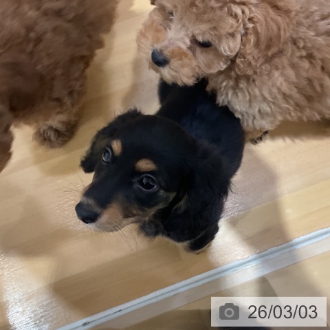 ミニチュア・ダックスフンドの写真