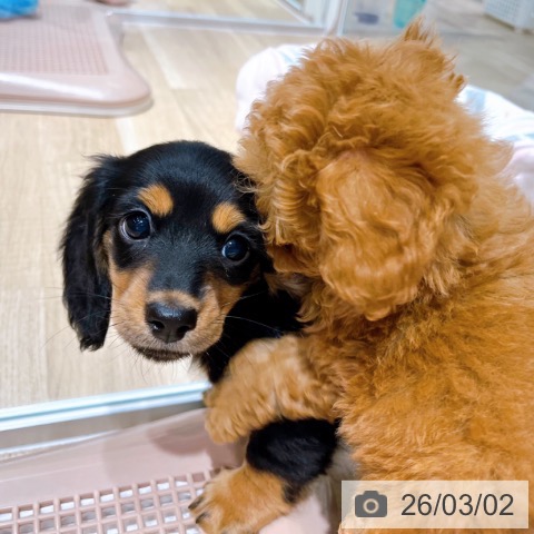 ミニチュア・ダックスフンドの写真