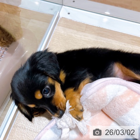 ミニチュア・ダックスフンドの写真