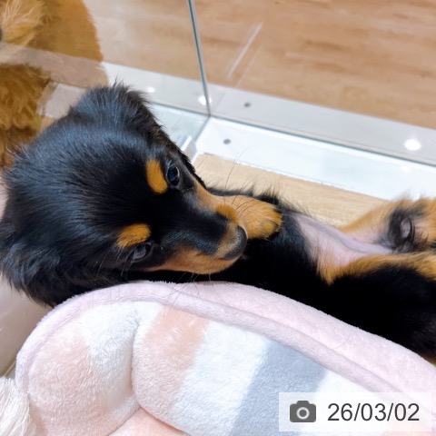 ミニチュア・ダックスフンドの写真