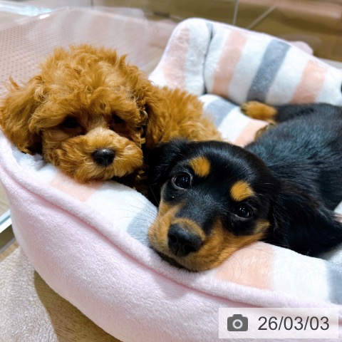 大阪府のミニチュアダックスフンド(ロング) (ペットプラス イオン大日店/2025年12月29日生まれ/女の子/ブラックタン)の子犬の4枚目の画像