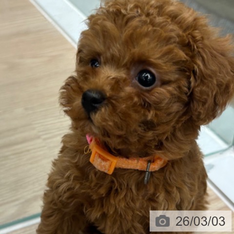 京都府のトイプードル(トイ) (ペットプラス 京都桂川店/2025年12月31日生まれ/女の子/レッドフォーン)の子犬の4枚目の画像