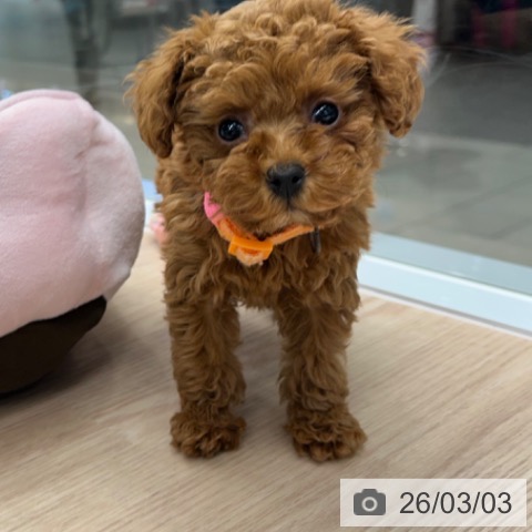 京都府のトイプードル(トイ) (ペットプラス 京都桂川店/2025年12月31日生まれ/女の子/レッドフォーン)の子犬の3枚目の画像