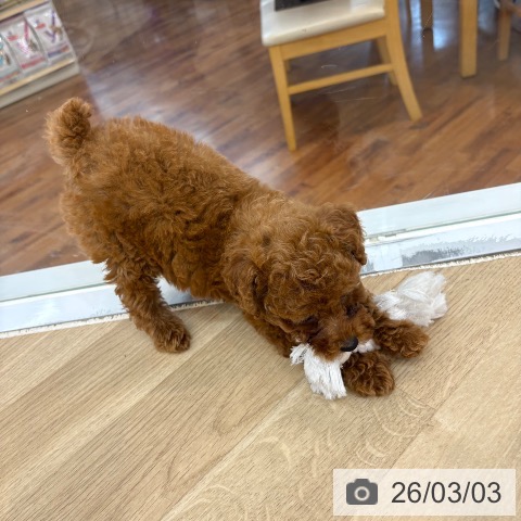 トイ・プードルの写真