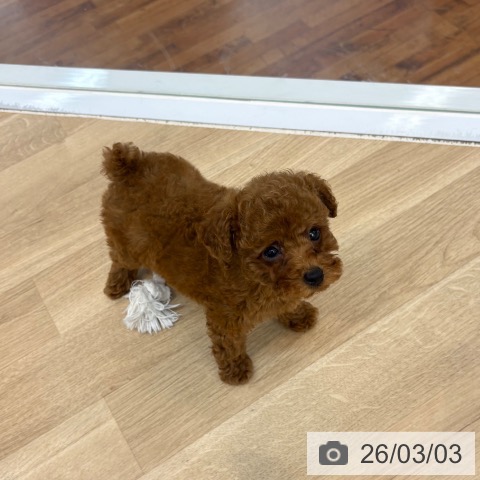 トイ・プードルの写真