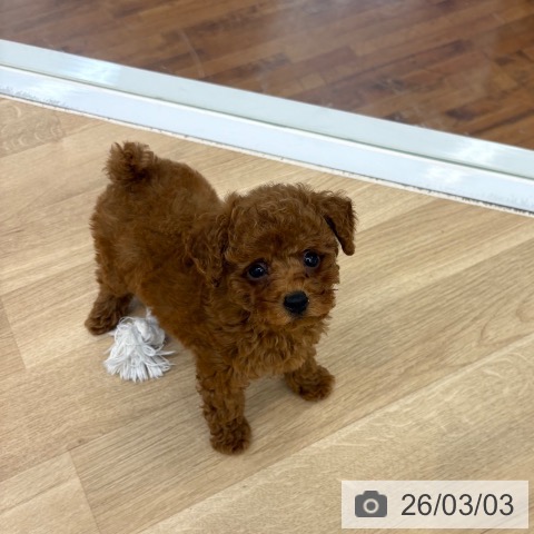 トイ・プードルの写真