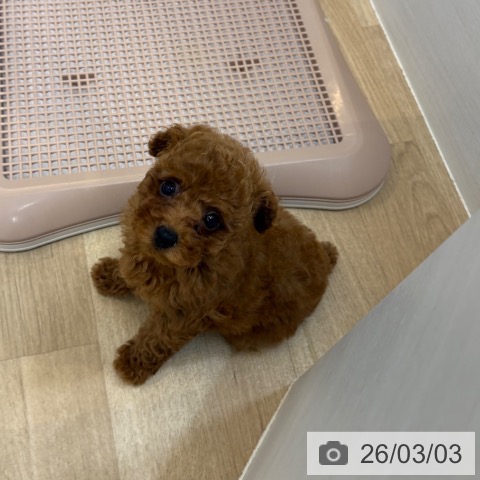 トイ・プードルの写真