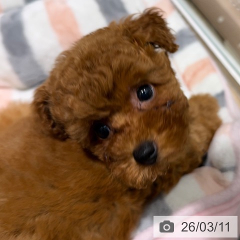 大阪府のトイプードル(トイ) (ペットプラス 四條畷店/2025年12月30日生まれ/女の子/レッドフォーン)の子犬の4枚目の画像