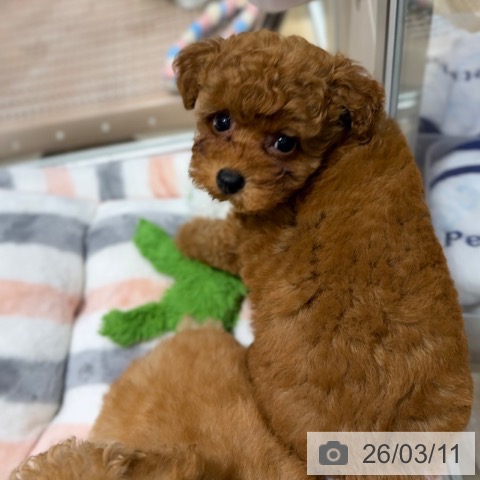 大阪府のトイプードル(トイ) (ペットプラス 四條畷店/2025年12月30日生まれ/女の子/レッドフォーン)の子犬の3枚目の画像