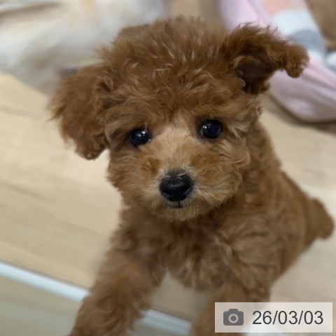 トイ・プードルの写真